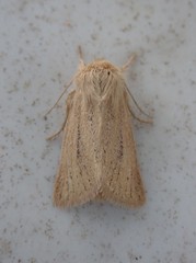 Denticucullus pygmina