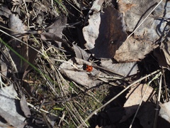Coccinella septempunctata