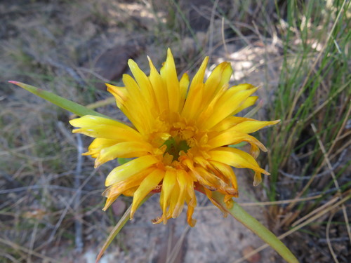 Circandra serrata