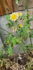 Sonchus oleraceus