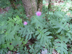 Cirsium alsophilum