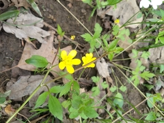 Ranunculus fascicularis