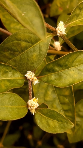 Alternanthera sessilis image