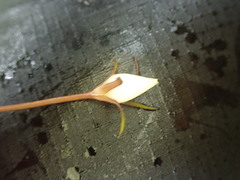 Gentianella grisebachii