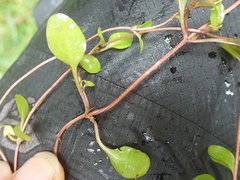 Gentianella grisebachii