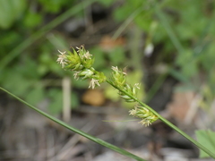 Carex leersii