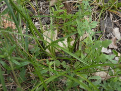 Carex leersii