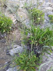 Cephalaria coriacea