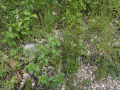 Carex leersii