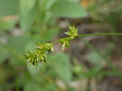 Carex leersii
