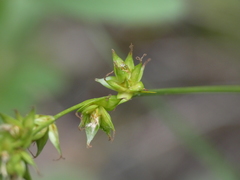 Carex leersii