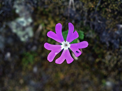 Primula minima
