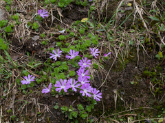 Primula minima