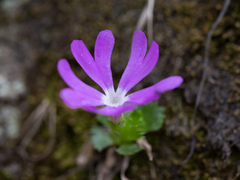 Primula minima