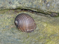 Nerita balteata