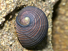 Nerita balteata