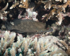 Epinephelus ongus