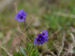Primula glutinosa