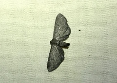 Exelis pyrolaria