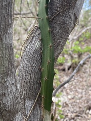 Selenicereus triangularis