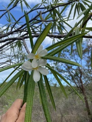 Plumeria alba