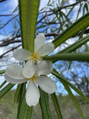 Plumeria alba