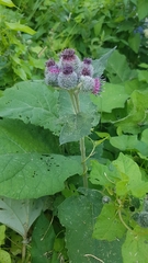 Arctium tomentosum