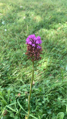 Anacamptis pyramidalis