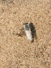 Acrosathe annulata