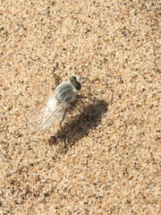 Acrosathe annulata