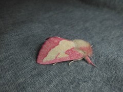 Hyparpax aurora