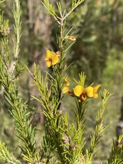 Dillwynia elegans