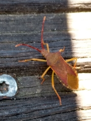 Gonocerus acuteangulatus