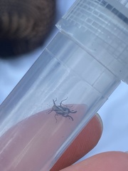 Delphax crassicornis