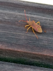 Gonocerus acuteangulatus