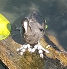 Fulica atra