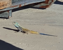 Acanthocercus margaritae