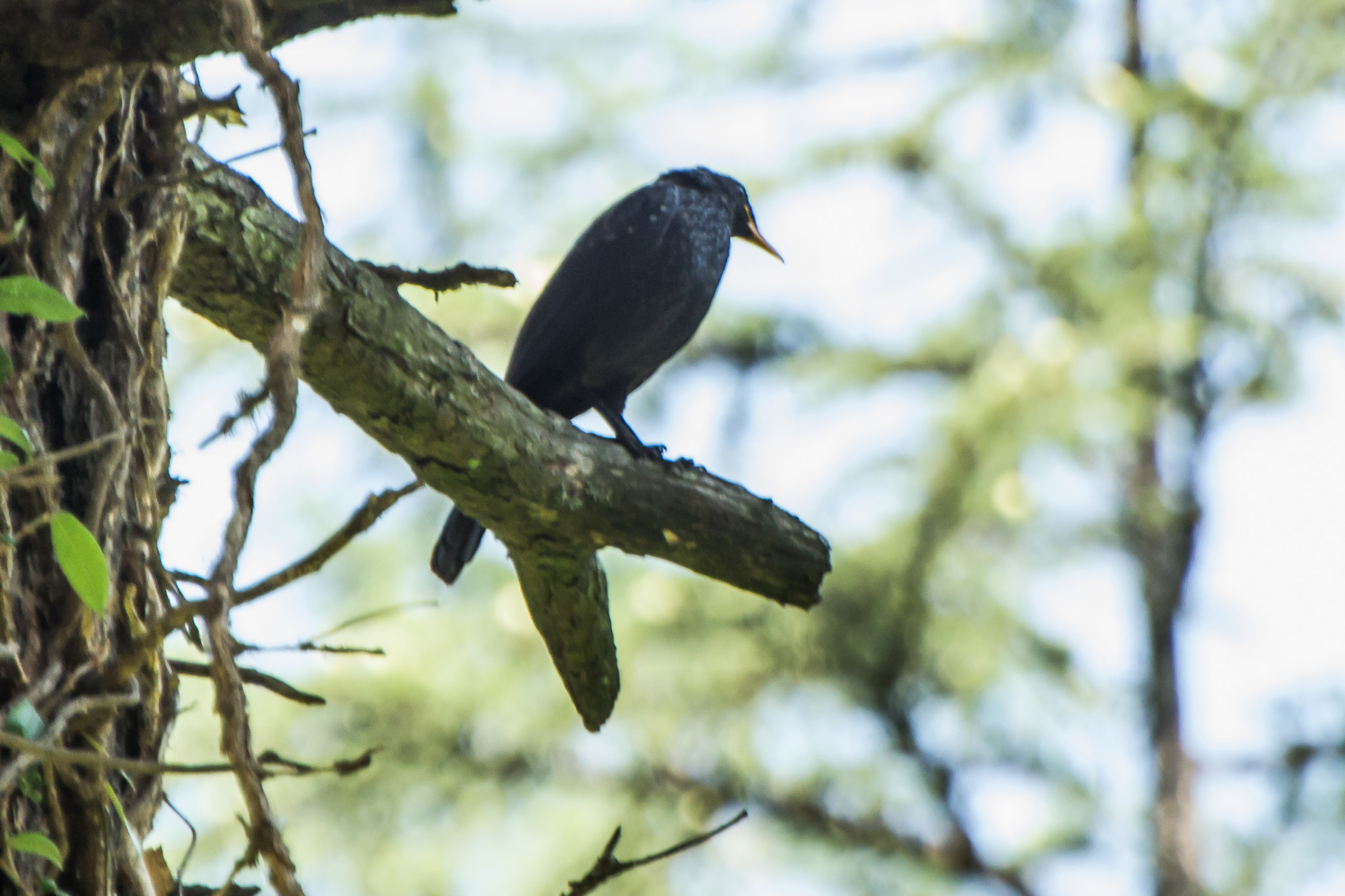 Blue Whistling Thrush