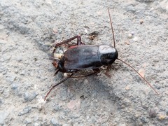 Blatta orientalis