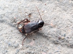 Blatta orientalis