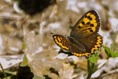 Lycaena panava