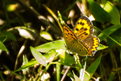 Lycaena panava