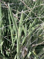 Sansevieria cylindrica