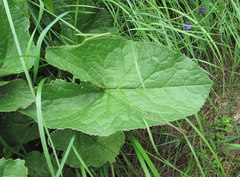 Ligularia subsagittata