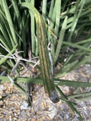 Sansevieria cylindrica