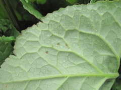 Ligularia subsagittata