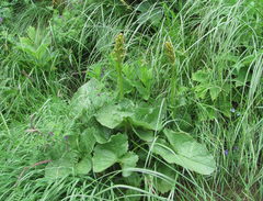 Ligularia subsagittata