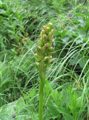 Ligularia subsagittata