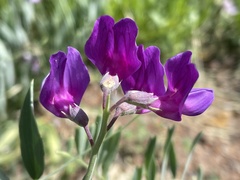 Lathyrus eucosmus
