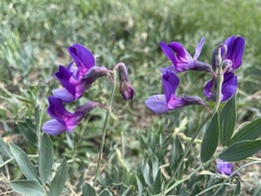 Lathyrus eucosmus